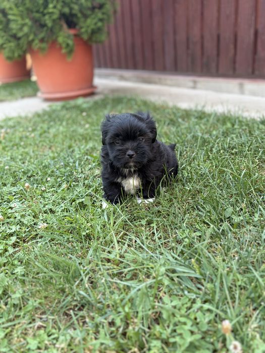 Baiat bichon havanez