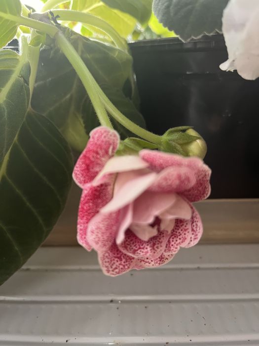 Цветы глаксинии разные цвета