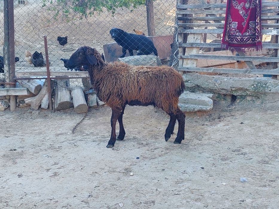 Жас бойдақ шаруа қой сатылады