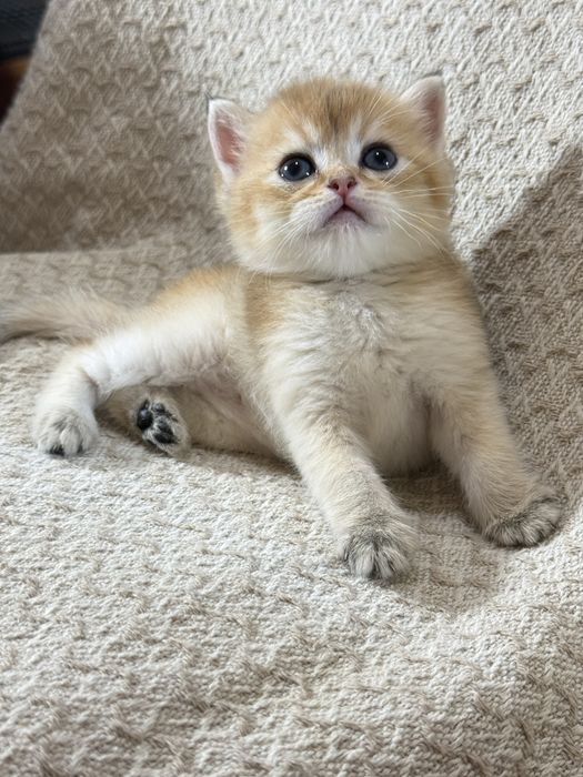 Вязка чистокровный британец Шиншилла