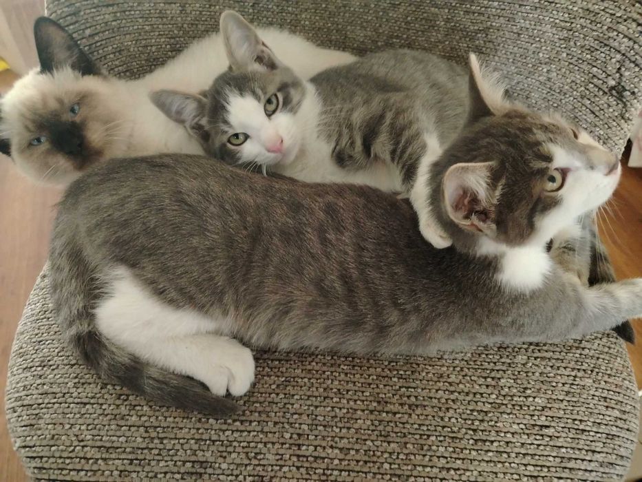 Отдам котят в добрые руки
