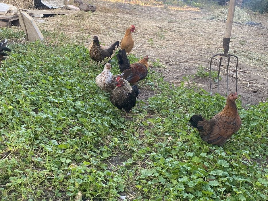 Продам карликовых курей