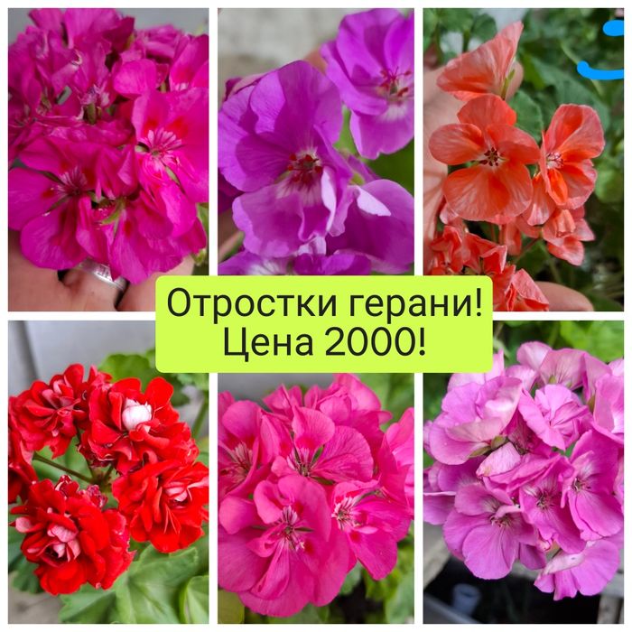 Продам домашние цветы!