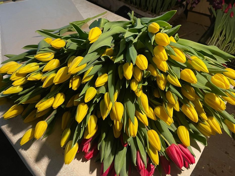 Продажа тюльпана