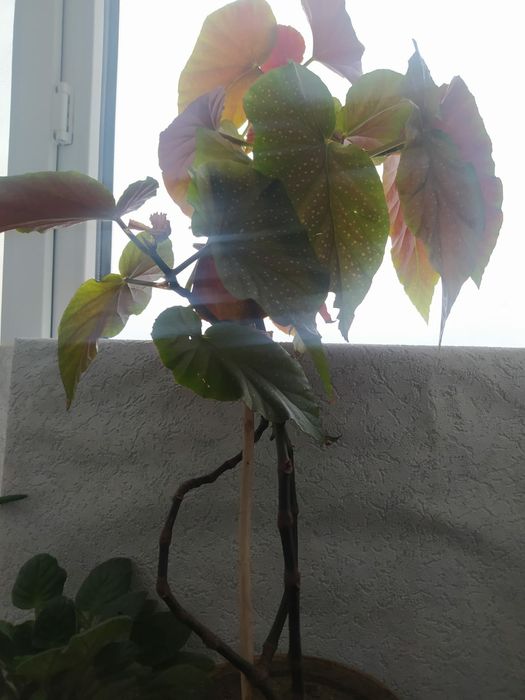 Комнатные цветы продам