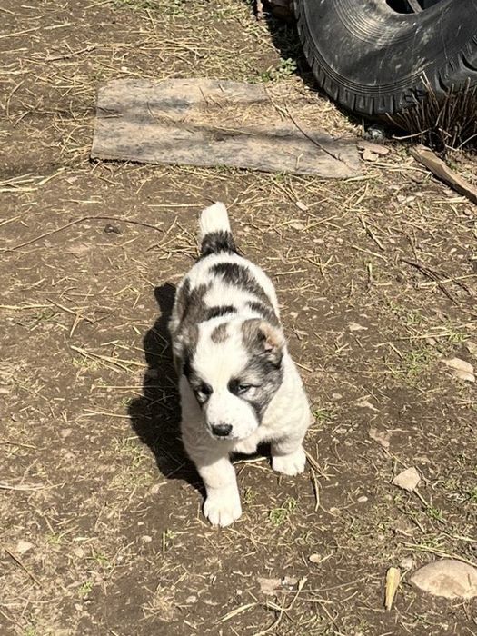 Тобет күшіктер. Алабай. Щенки.