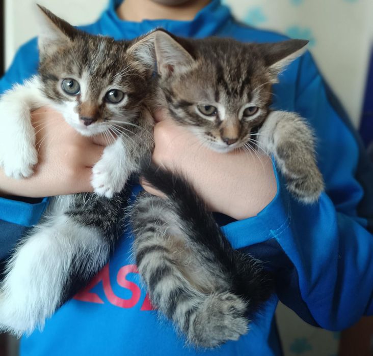 Котята  мальчики