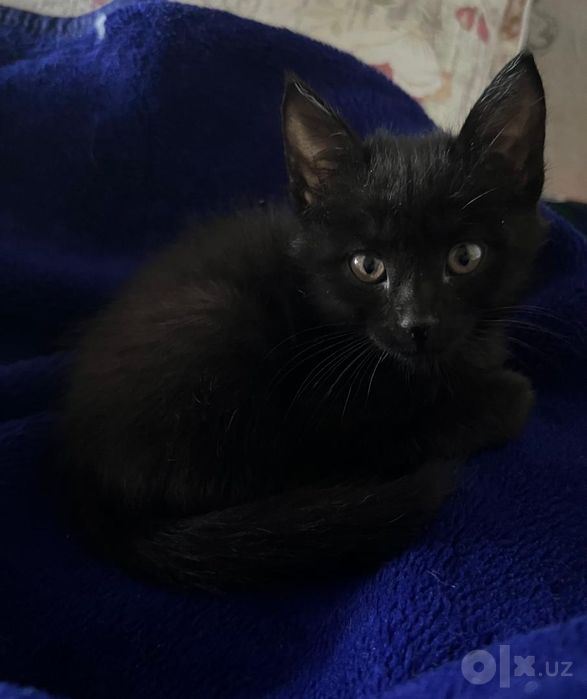 Продаем домашних котят
