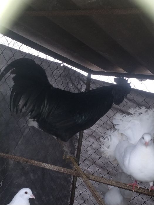 Vând cocos ayam cemani