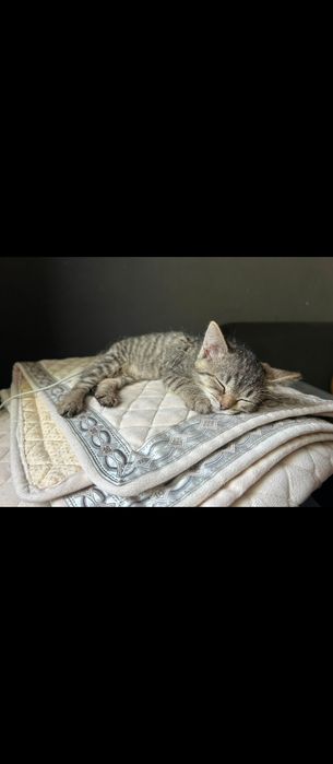 Кошечка от мамы мышеловки