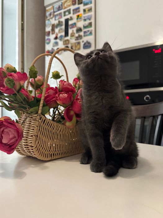 Котята бесплатно