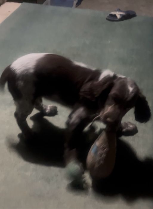 Щенок (русский спаниэль)