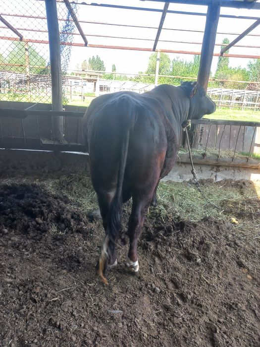 Отличный Бык продам