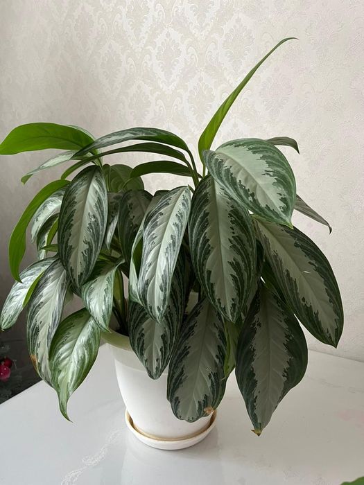 Аглаонемы в белых горшках