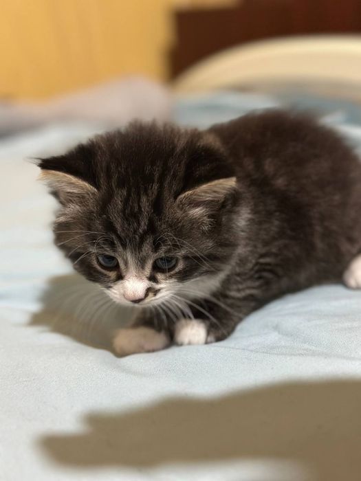 Котята 1.5 месяцев мама страйт