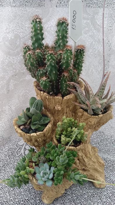 Композиции из суккулентов