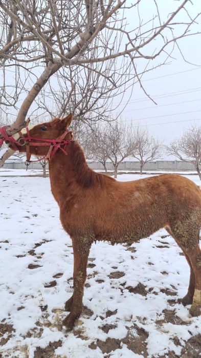 Тай сатылады срочно 1,5 жас