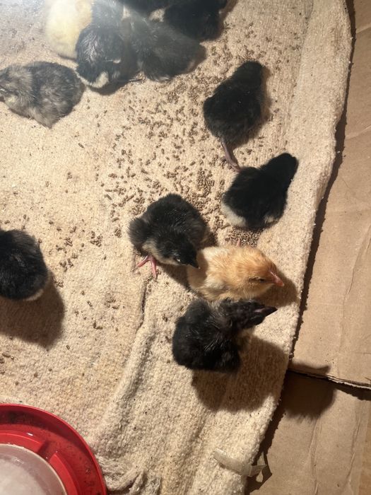 Тауық балапандары