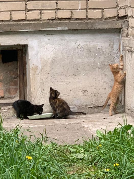 Отдам котят бесплатно