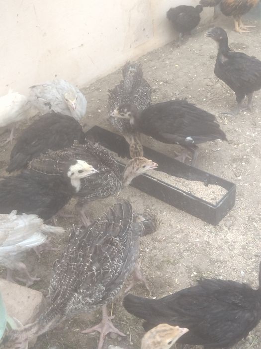 Индюшата индюшата