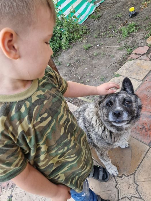 Собака в хорошие руки ( Девочка)бесплатно