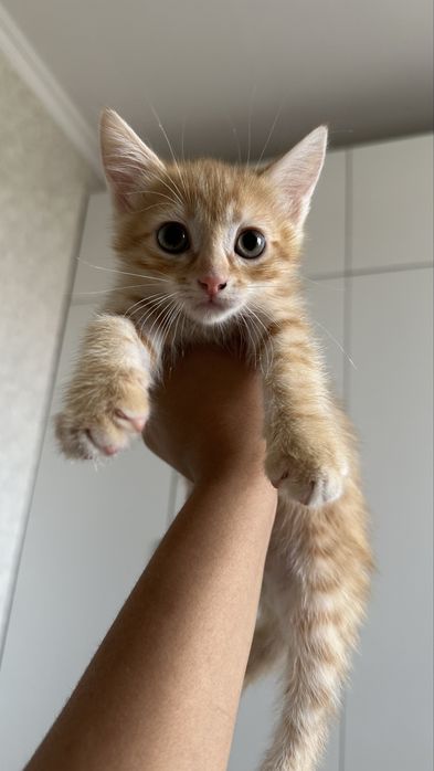 Отдам  Котенкаааа