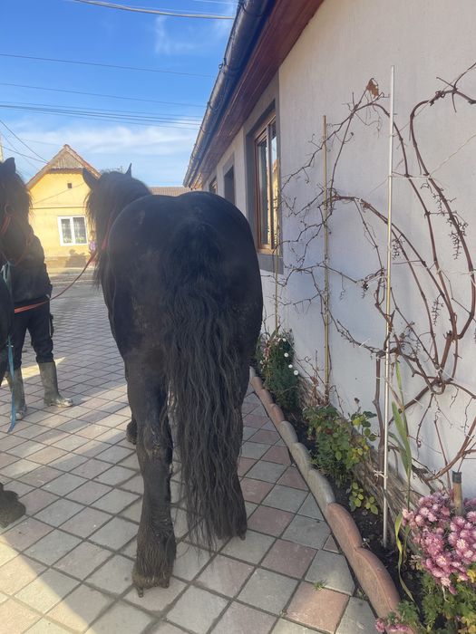 De vazate 2 armasari cu varstra intre 5 si 6 ani