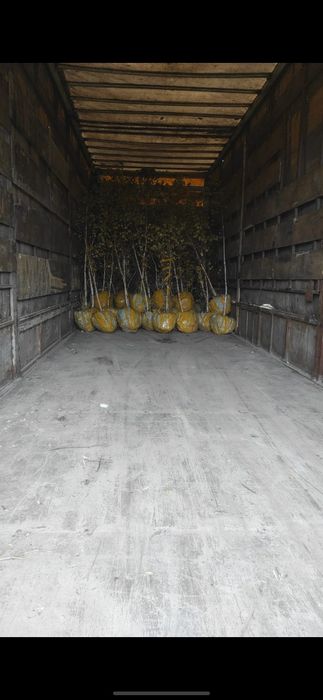 Продам саженцы сосна 3м 2м 1м