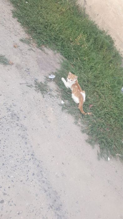 Продается котенок домашный