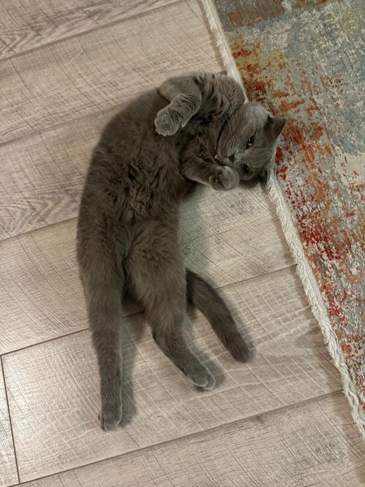 Шотландская вислоухая кошка