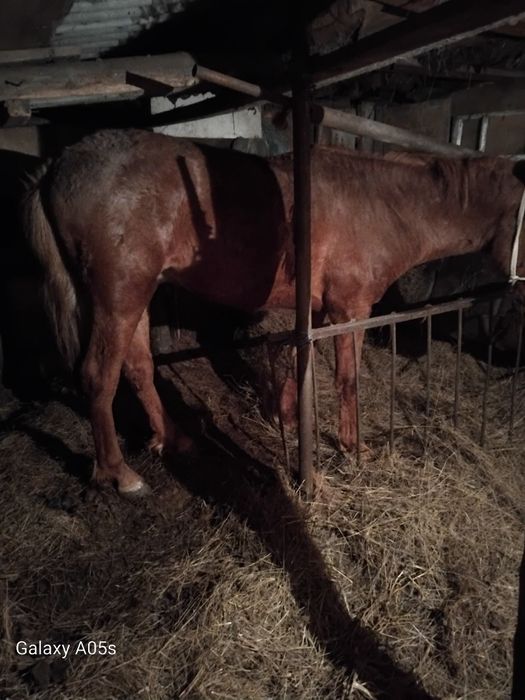 Продам жеребца 2 г