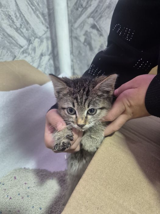 Отдам котёнка  красивый