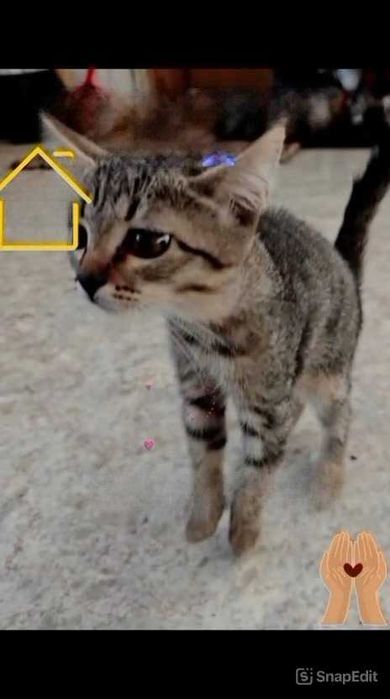 Котята ищут дом и любящих хозяев