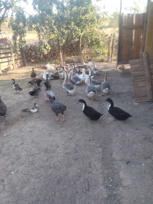 Rațe polare, rațe mute, gâște, puicuțe, cocoși de casă!
