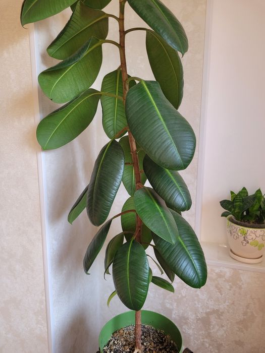 Продам каучуконосный фикус