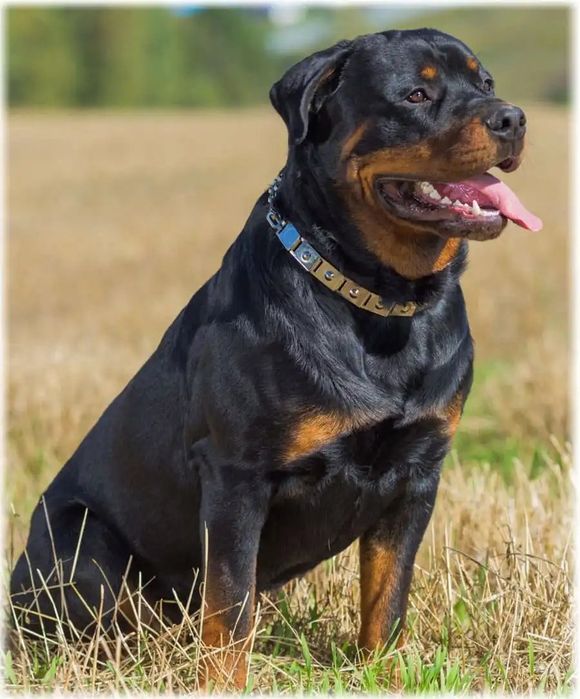 Вязка ротвейлера