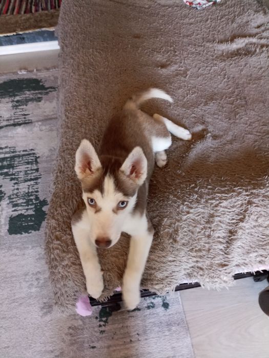 Пристраивается Хаски