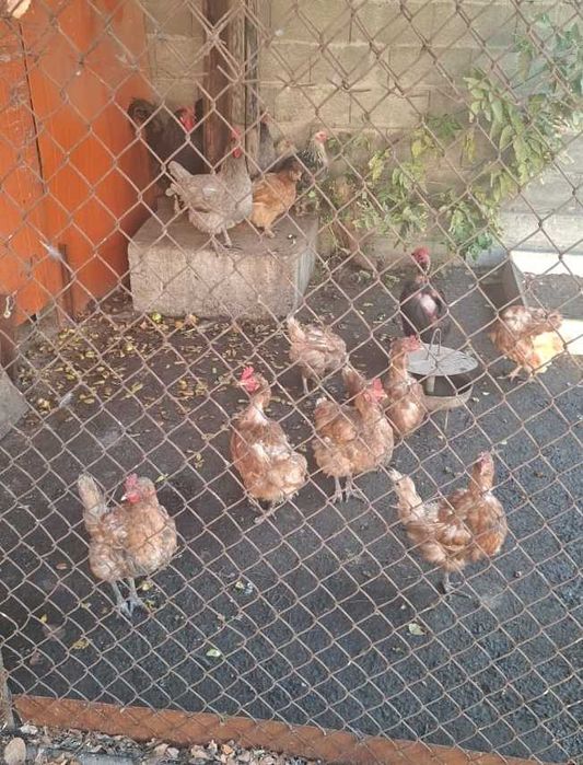 Продам домашних курей
