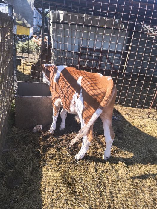 Vând 3 tauri de vaca
