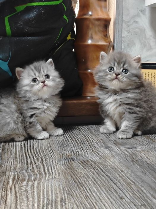 Британцы котята продаются