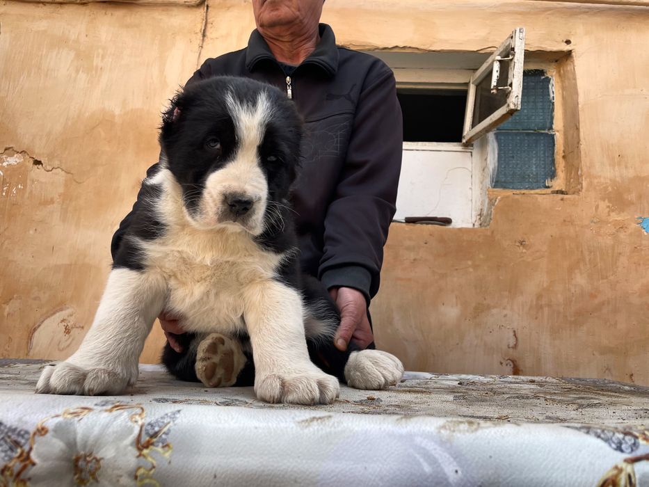 Щенок Алабая супер Гигант