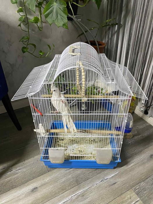 Papagal Nimfă Albă + Cușcă – Prieten blând și jucăuș