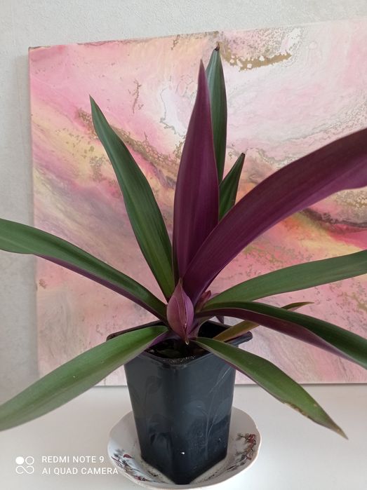 Традесканция  Рео