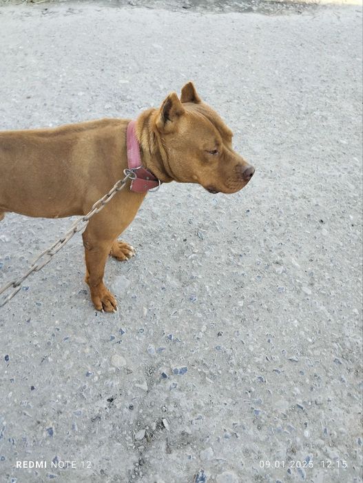 Собака ПИТБУЛЬ, возраст около года, пёс...