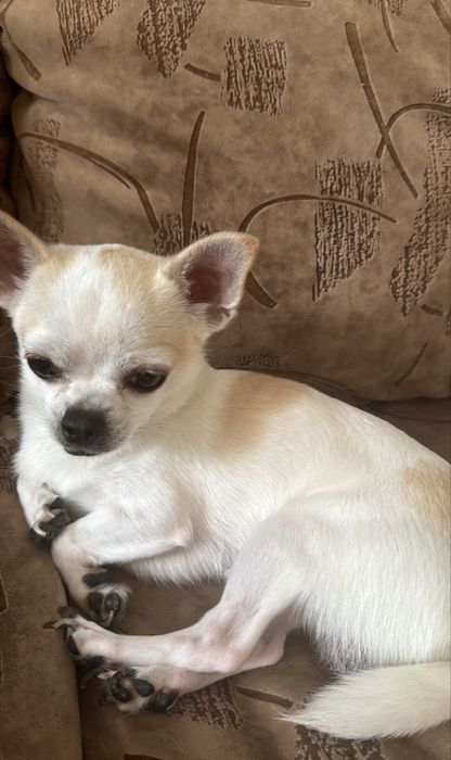 Продам кобелька