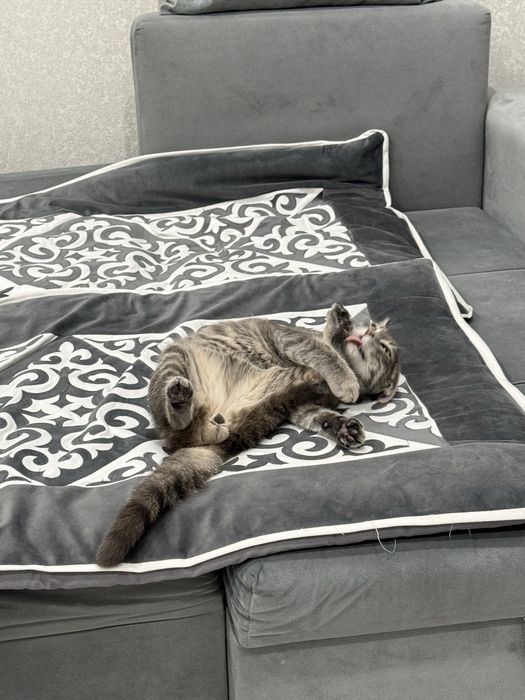 Кот, котик Шотландец