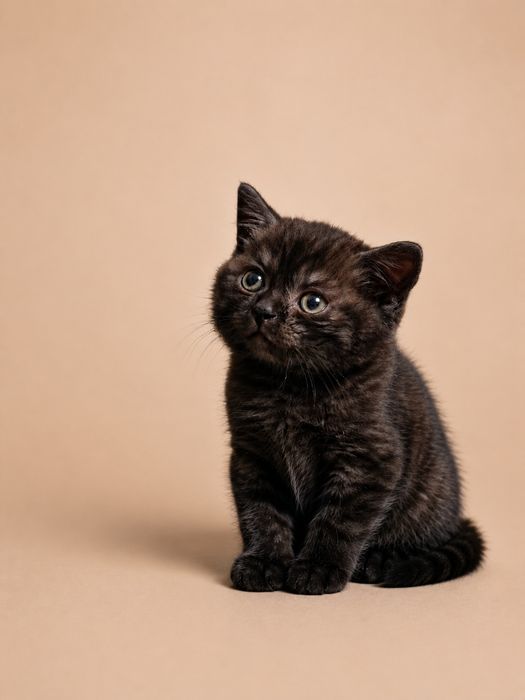 Продаётся котенок