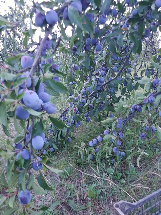 Fructe de sezon, prune, pere