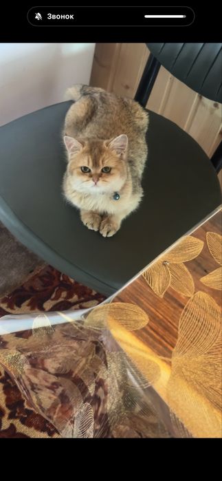 Котята золотой шиншилы