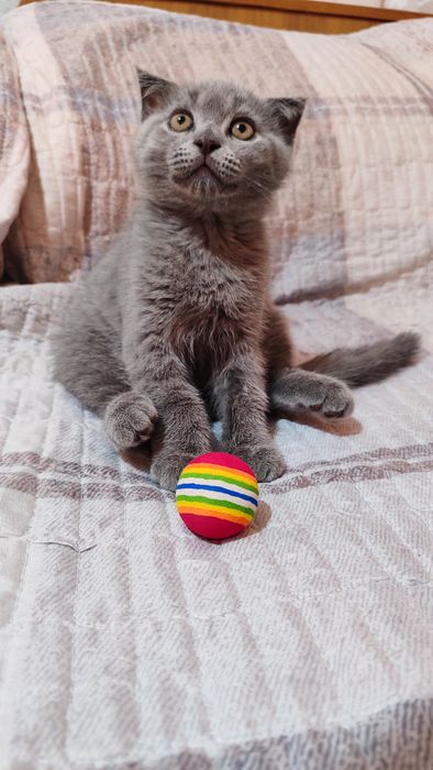 Котята скоттиш фолд и страйт